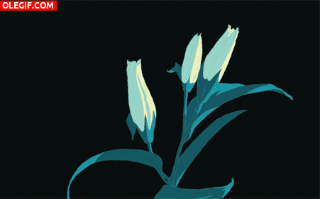 GIF: Liliums abriéndose y marchitándose