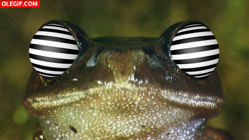 GIF: Una rana alucinógena