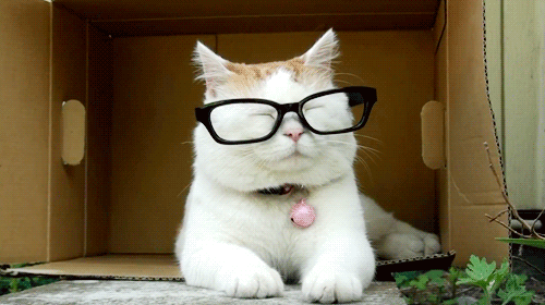 GIF: Un gato muy sofisticado