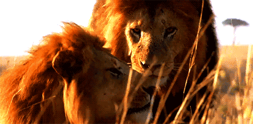 GIF: Estos leones están muy acaramelados