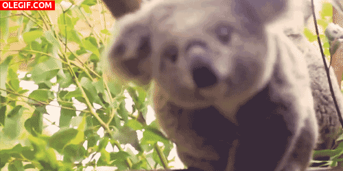 GIF: Un lindo koala nos observa