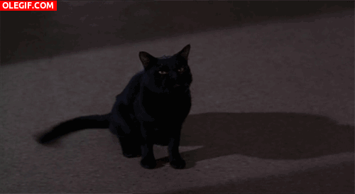GIF: Un gato negro cabreado