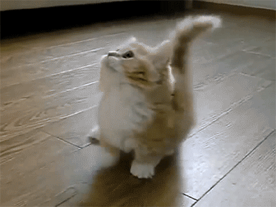 GIF: Este gatito no para de bailar