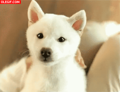 GIF: A este perro le encanta lamerse la nariz