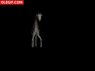 GIF: ¡Qué marcha tiene esta jirafa!