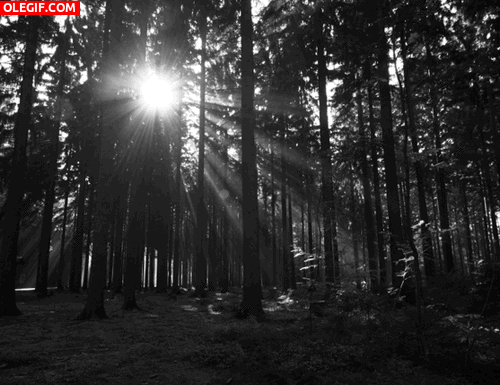 GIF: El brillo del sol filtrándose en el bosque