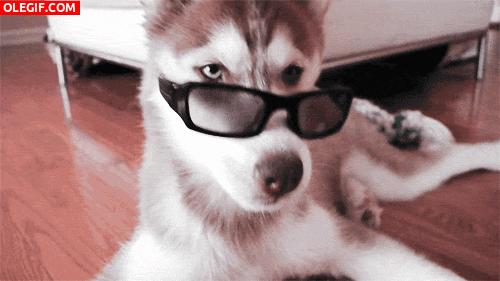 GIF: Pero qué chulo está este perro con las gafas de sol