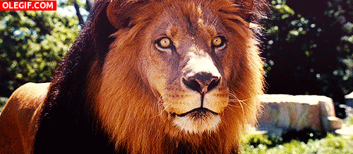 GIF: El lenguetazo del león