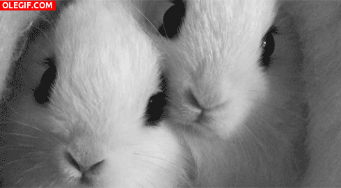 GIF: ¿No os parecen lindos estos conejitos?