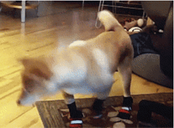GIF: ¡Pobre perro no sabe caminar con calcetines!