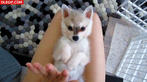 GIF: Mirad a este cachorro lo bien que choca la mano