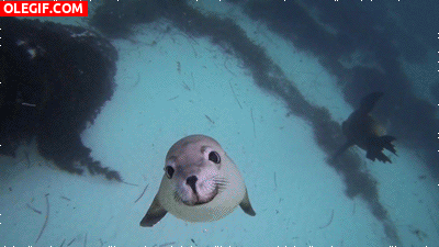 GIF: Una linda foca viene a saludarnos