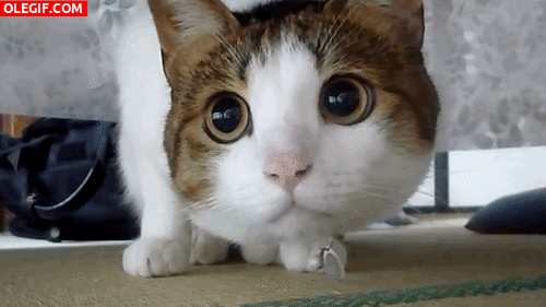 GIF: ¿Qué mira este gato con tanta atención?