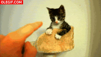 GIF: Jugando con el gatito