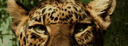 GIF: A este leopardo le molesta el sol en los ojos