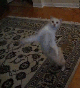 GIF: Un gato saltarín