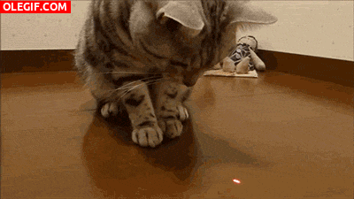 GIF: Este gato se come la luz láser