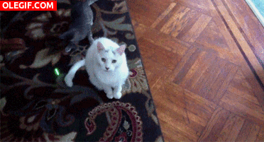 GIF: El gato gris se ha vuelto loco con el puntero láser