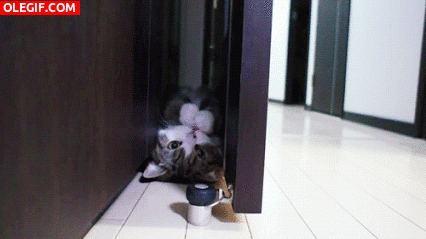 GIF: Gato comiendo a escondidas