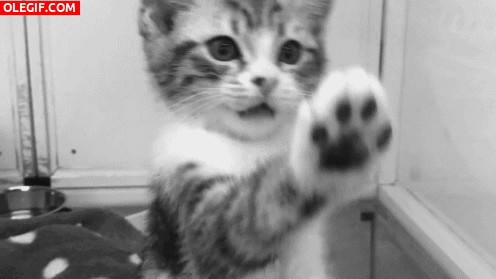 GIF: Este gatito nos enseña su patita