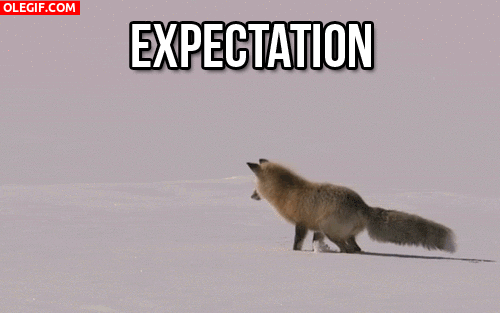 GIF: A este zorro le gusta esconderse en la nieve