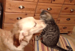 GIF: Este perro adora al gato