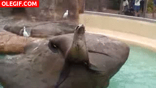 GIF: El león marino nos saluda