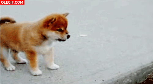 GIF: A este cachorro le gusta levantar la patita