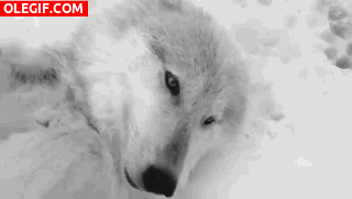 GIF: Este lobo se ha escurrido en la nieve y no se pude levantar