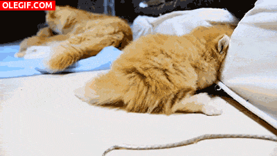 GIF: Familia de gatos jugueteando en el sofá