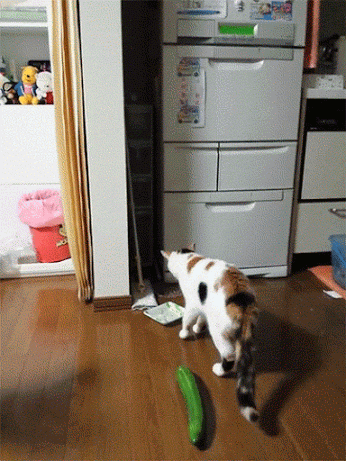 GIF: Este gato se asusta de un calabacín