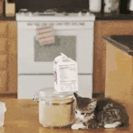 GIF: Gatitos preparándose el desayuno