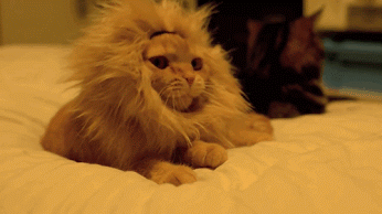 GIF: Gatito rugiendo como un león