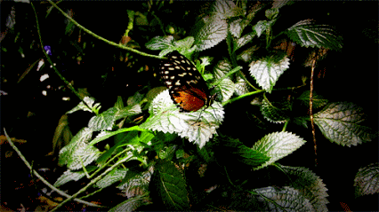 GIF: Esta mariposa bate sus alas sobre una planta