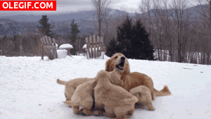 GIF: Mamá jugando con sus cachorros