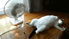 GIF: Este gato pasa mucho calor en verano
