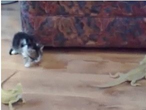 GIF: ¡Vaya susto se pega este gatito por culpa del lagarto!