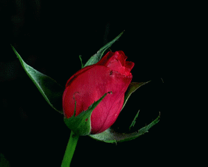 GIF: Mirad a esta rosa abriendo sus pétalos