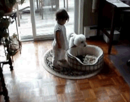 GIF: Al bebé le gusta la cama del perro