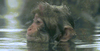GIF: Macaco disfrutando de un baño bajo la nieve