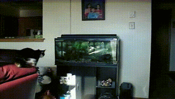 GIF: Este gato quería agarrar al pez