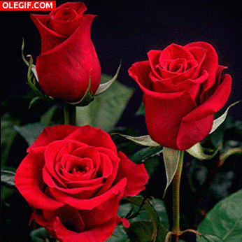 GIF: Tres hermosas rosas meciéndose con el viento