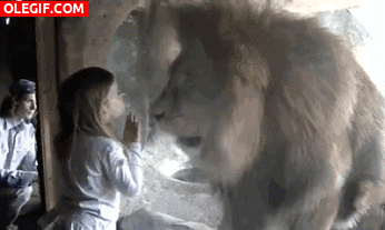 GIF: A esta niña no le da miedo el león