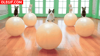 GIF: Gatos en clase de pilates