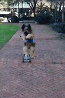 GIF: Perro montado en un patinete