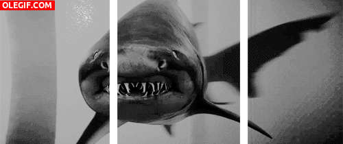 GIF: Tiburón hambriento