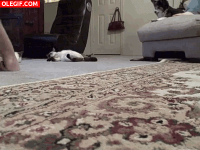 GIF: Limpiando el suelo con el gato