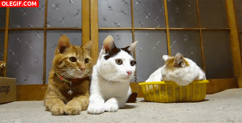 GIF: Gatos siguiendo un partido de ping-pong