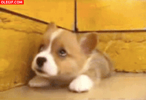 GIF: Un pequeño cachorro sacando la lengua