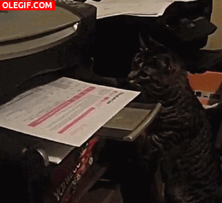 GIF: Este gato se vuelve loco con la hoja de la impresora